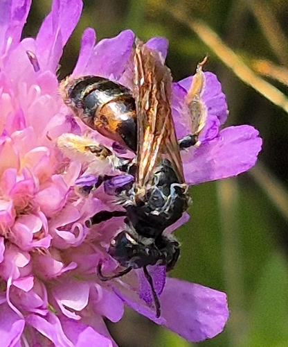 Large Scabious Mining Bee