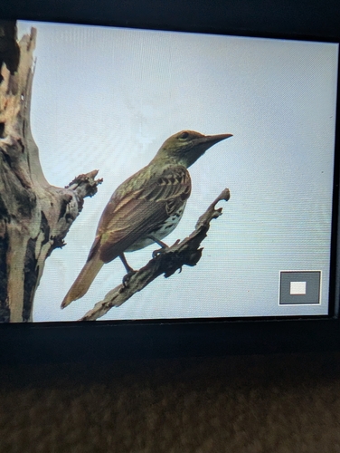Olive-backed Oriole