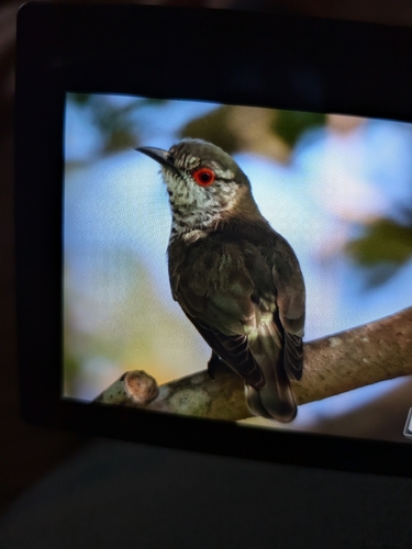 Little Bronze Cuckoo