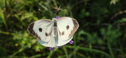 Large White