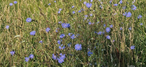 chicory