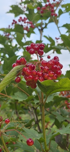 guelder-rose