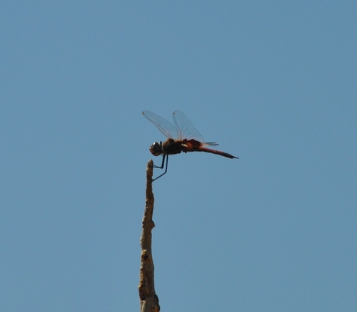 Common Glider