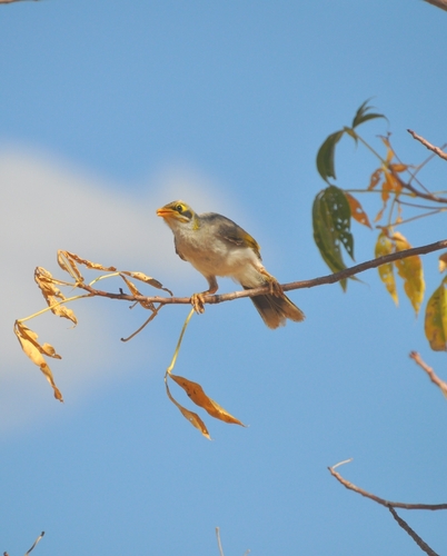Yellow-throated Miner