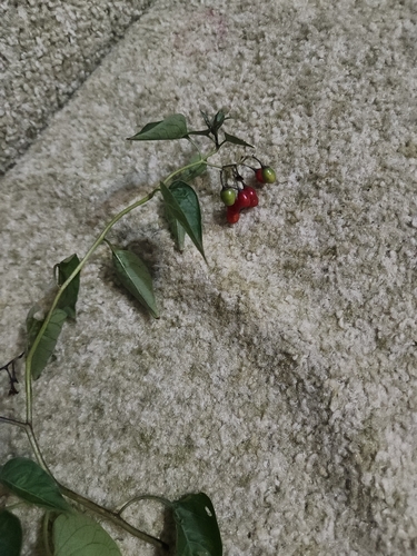 bittersweet nightshade