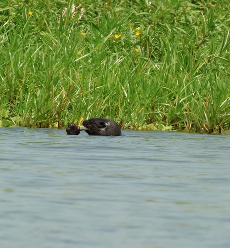Spotted-necked Otter
