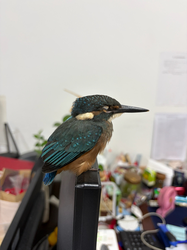 Common Kingfisher