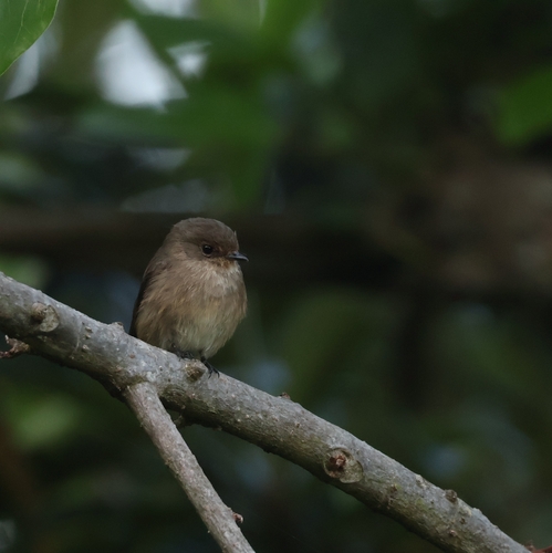 African Dusky Flycatcher