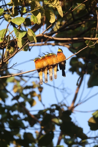 Cinnamon-chested Bee-eater