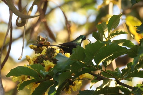 Bronze Sunbird