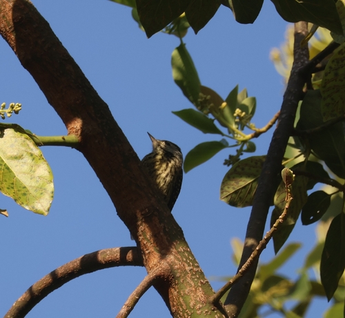 Cardinal Woodpecker