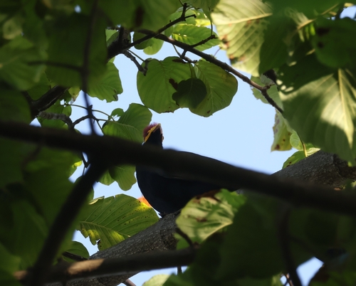 Ross's Turaco