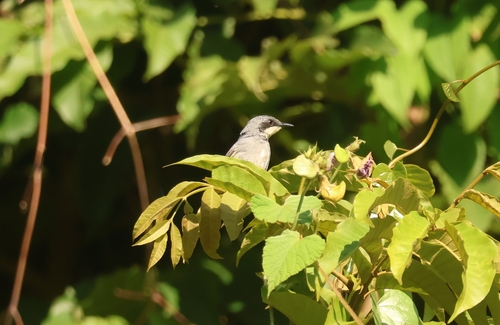 White-chinned Prinia