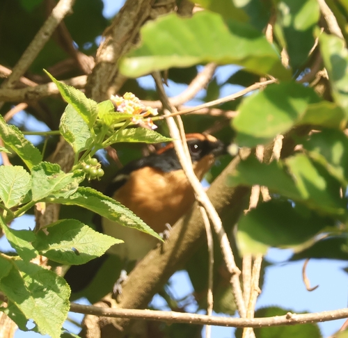 Lühder's Bushshrike