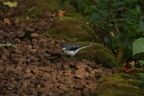Mountain Wagtail