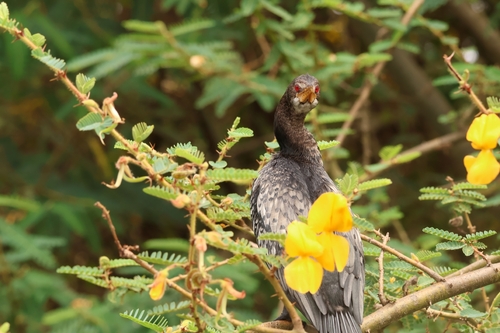 Reed Cormorant