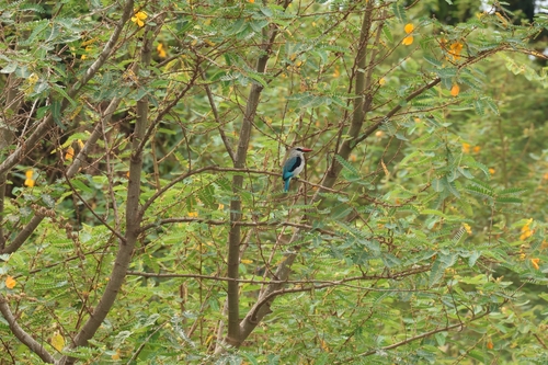 Woodland Kingfisher