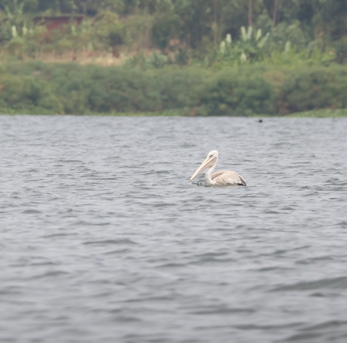 Pink-backed Pelican