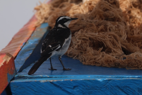 African Pied Wagtail