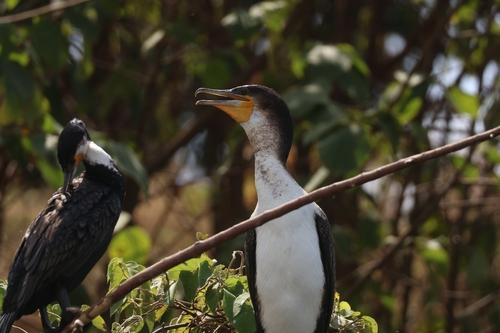 Great Cormorant