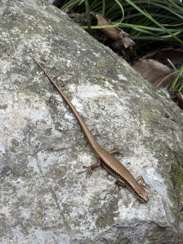 Indian Forest Skink