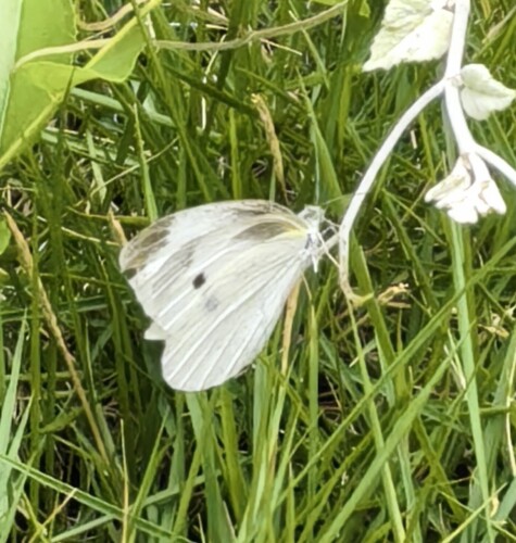 Small White