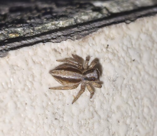 Plexippus setipes