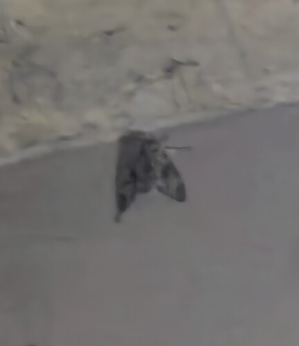 Plain grey hawkmoth