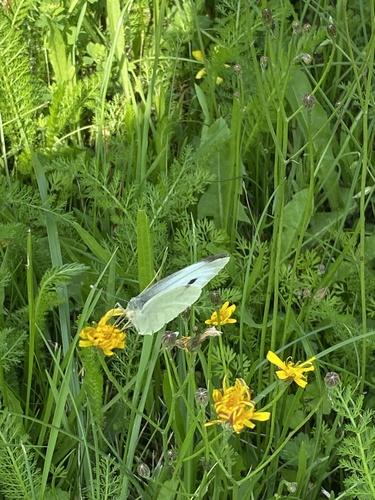 Large White