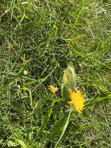 Green-veined White