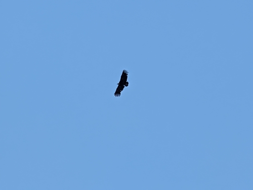 Cinereous Vulture