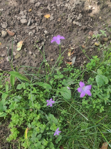 Spreading Bellflower