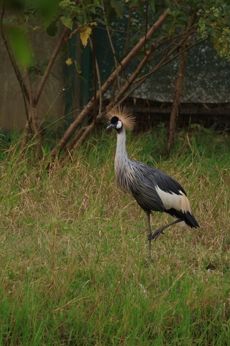 Gray Crowned-Crane