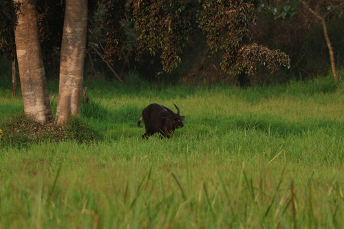 Nile Sitatunga