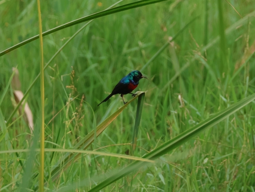 Red-chested Sunbird