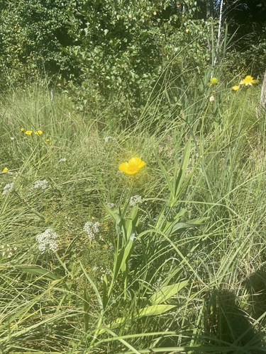 Greater Spearwort