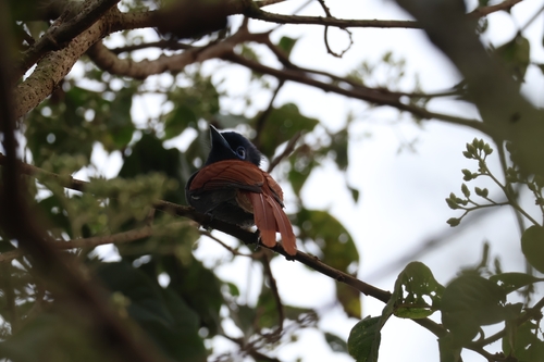 African Paradise-Flycatcher