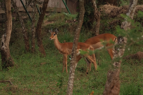 Common Impala