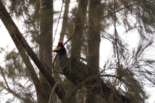 Ross's Turaco