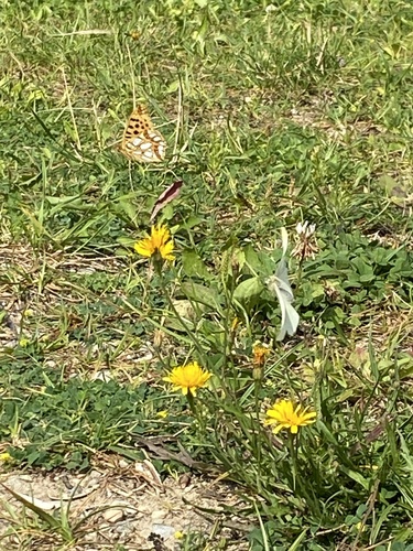 Queen of Spain Fritillary