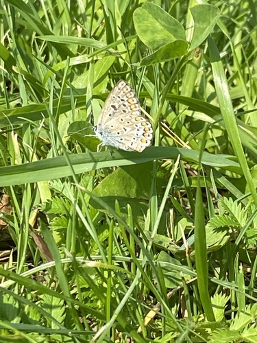 Common Blue