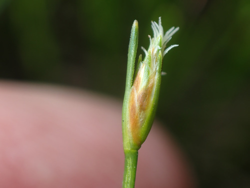 bashful bulrush (Trichophorum planifolium)
