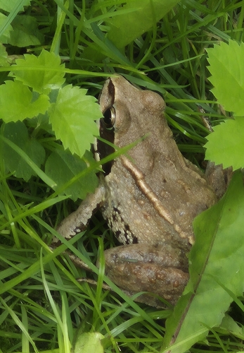 Moor Frog