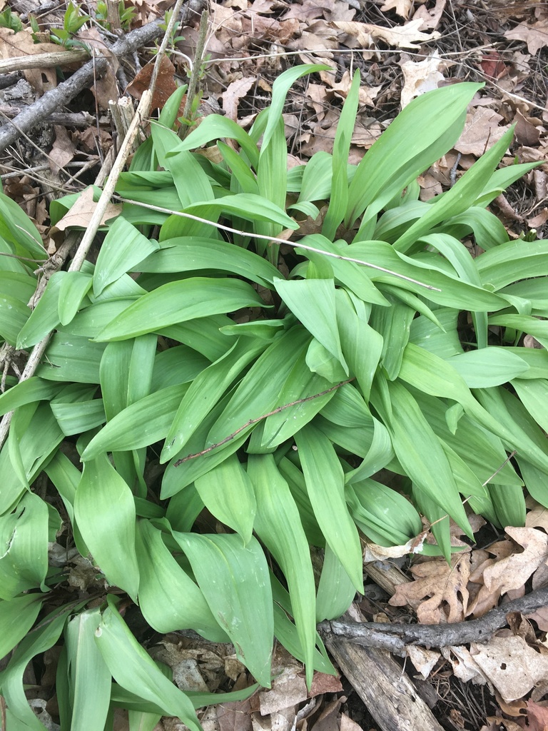 small white leek from Draper-Houston Meadows Preserve, Milan, MI, US on ...