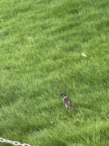 Eurasian Tree Sparrow