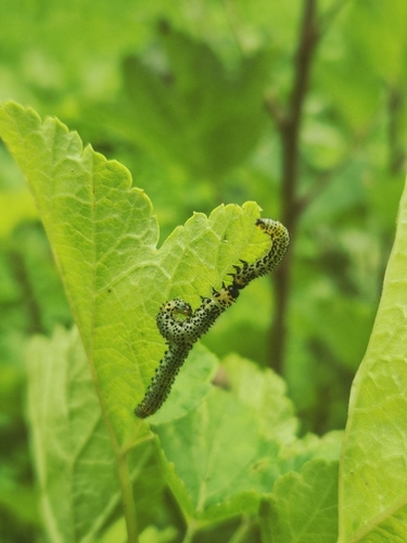 Imported Currantworm
