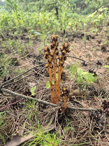 pinesap