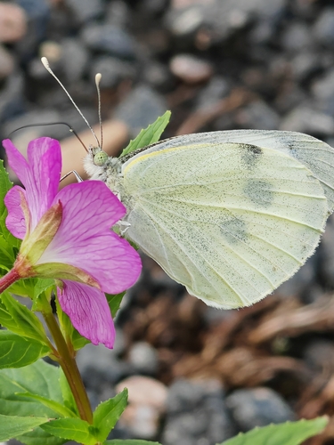 Large White