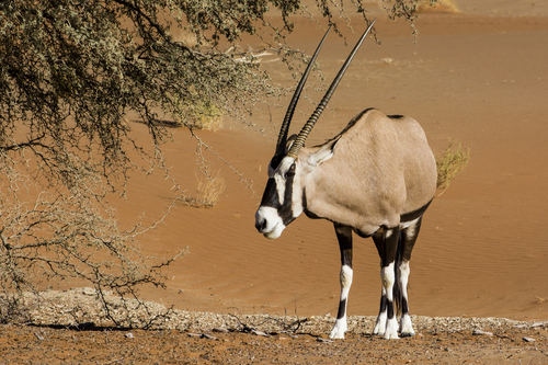 Gemsbok
