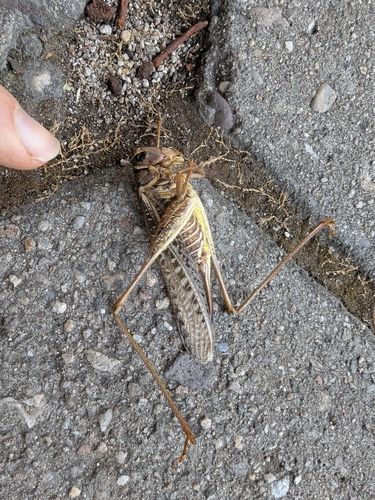 White-faced Bush-cricket